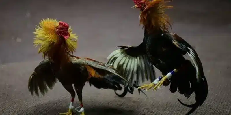 Chiến kê tranh tài nảy lửa – điểm nhấn tại Trường gà C1