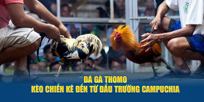 Trải nghiệm xem đá gà trực tuyến tại Trường gà C1 sắc nét và sống động